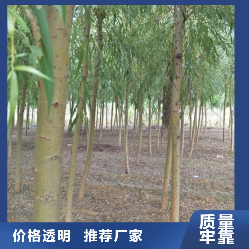 靠谱的金丝柳供货商