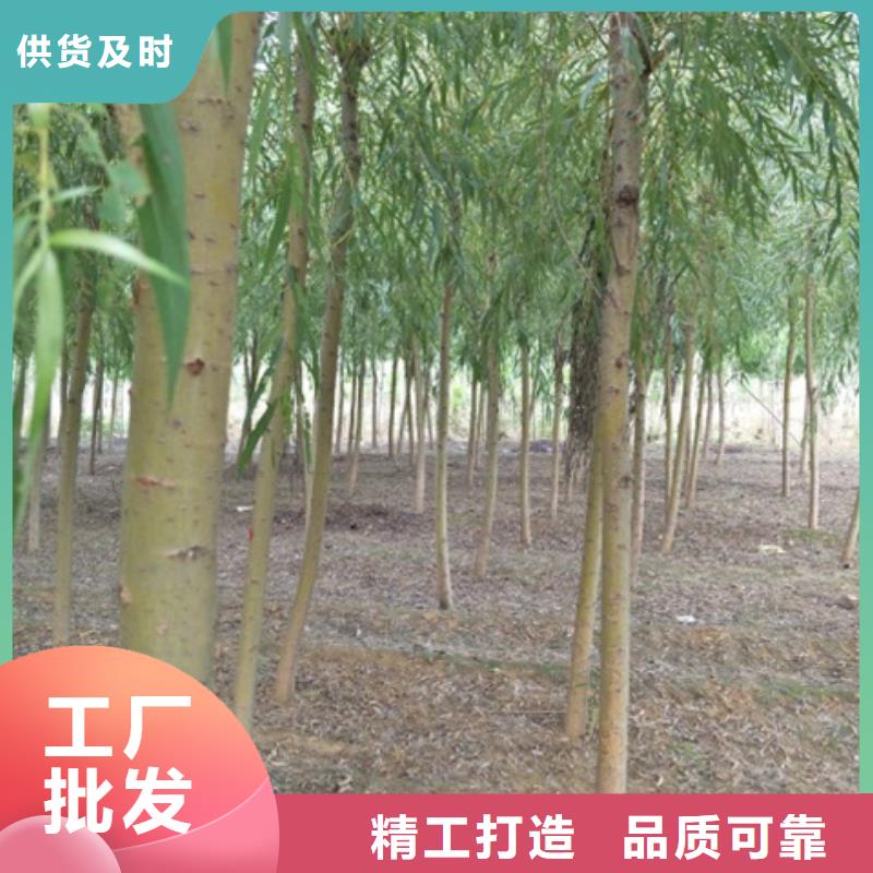 甄选：金丝柳供货商