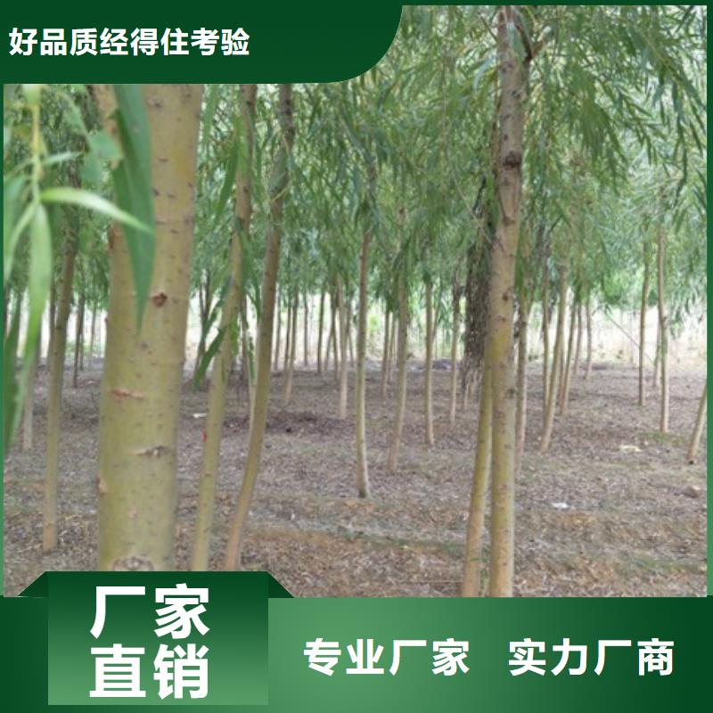 买金丝柳必看-质量好