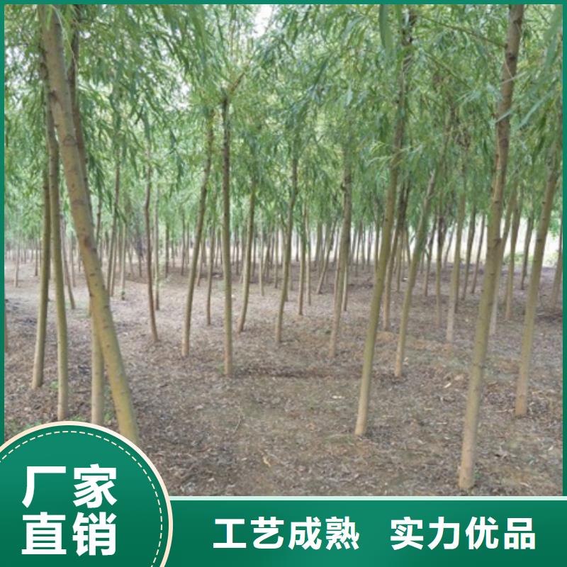 靠谱的金丝柳供货商