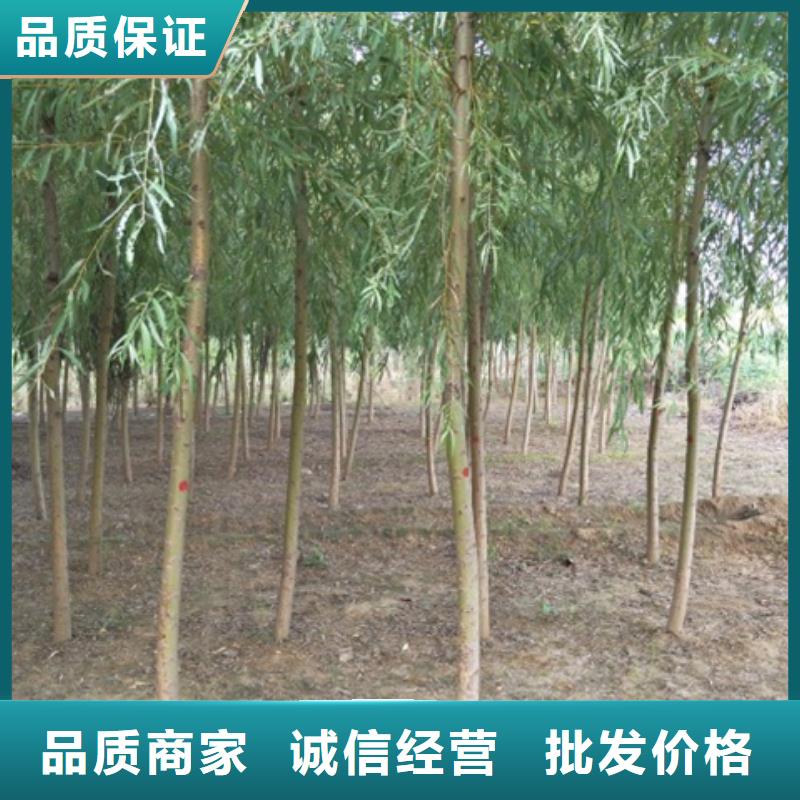 甄选：金丝柳供货商