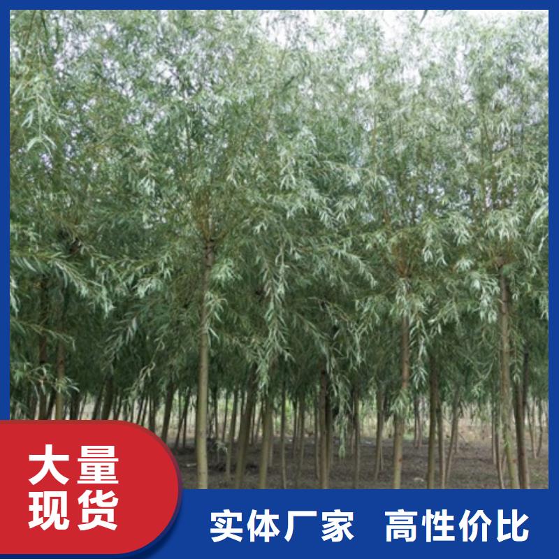 金丝柳厂家-合作共赢