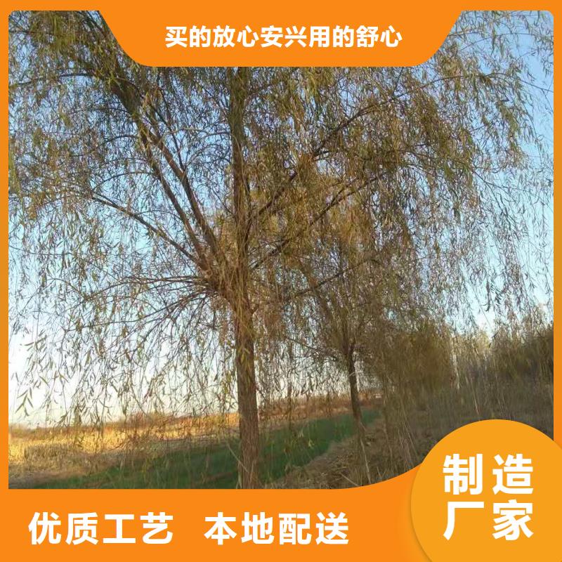金丝柳老品牌