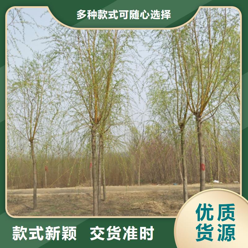 金丝柳厂家-合作共赢