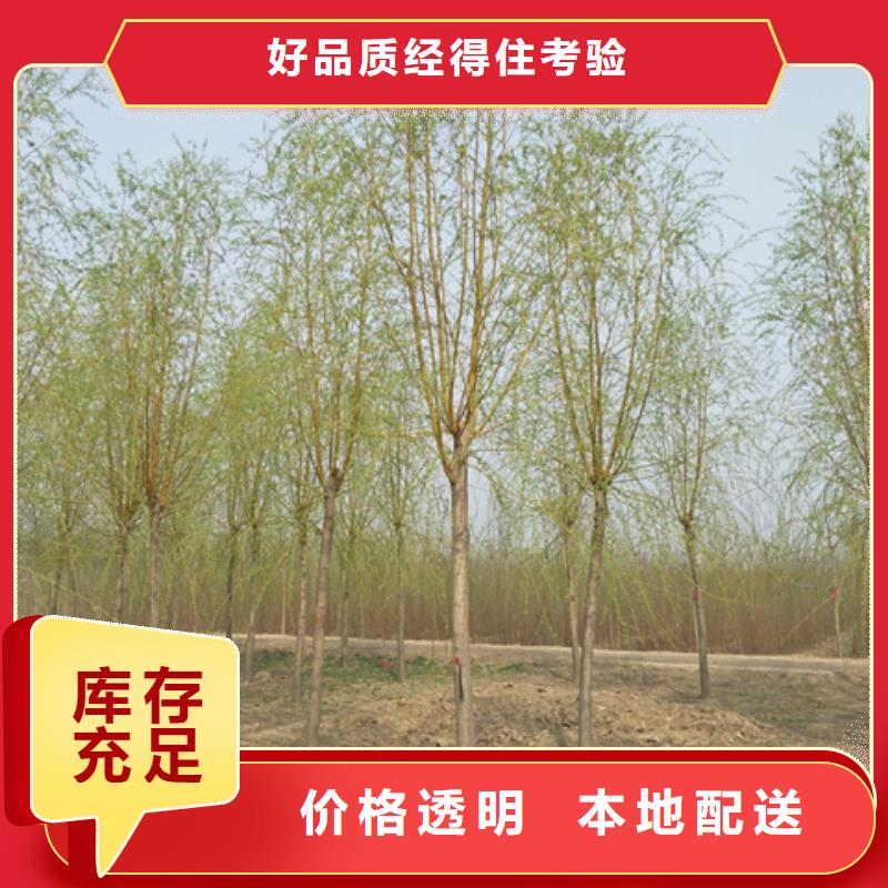 优质金丝柳的公司