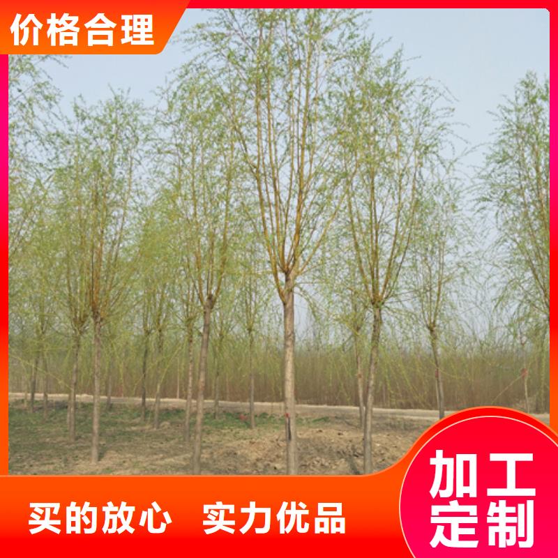 买金丝柳不要贪图便宜