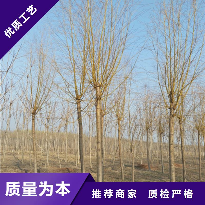 优质金丝柳的公司