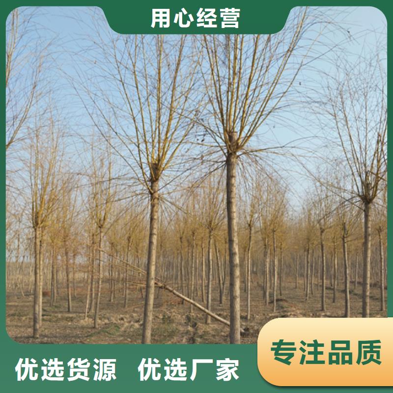 金丝柳老品牌