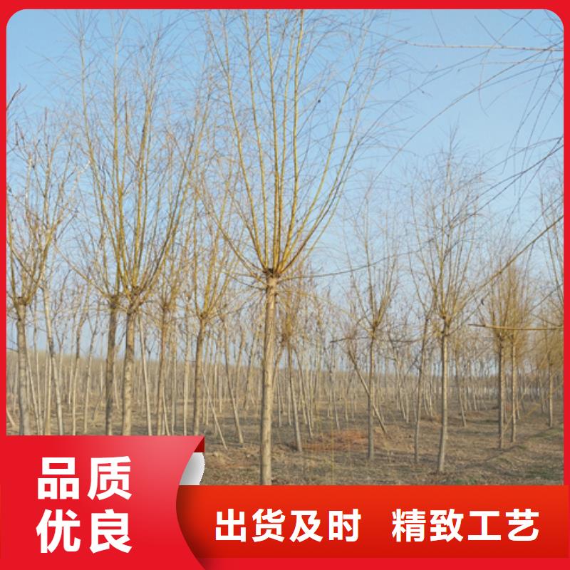 靠谱的金丝柳供货商