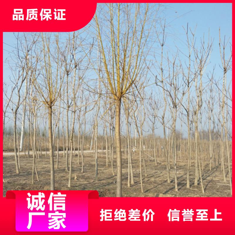 金丝柳老品牌
