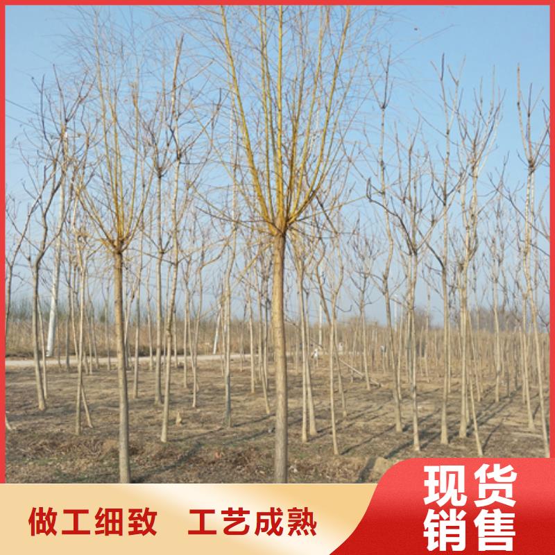 买金丝柳必看-高性价比