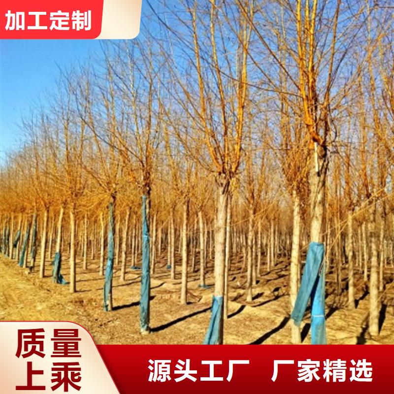 优质金丝柳的公司