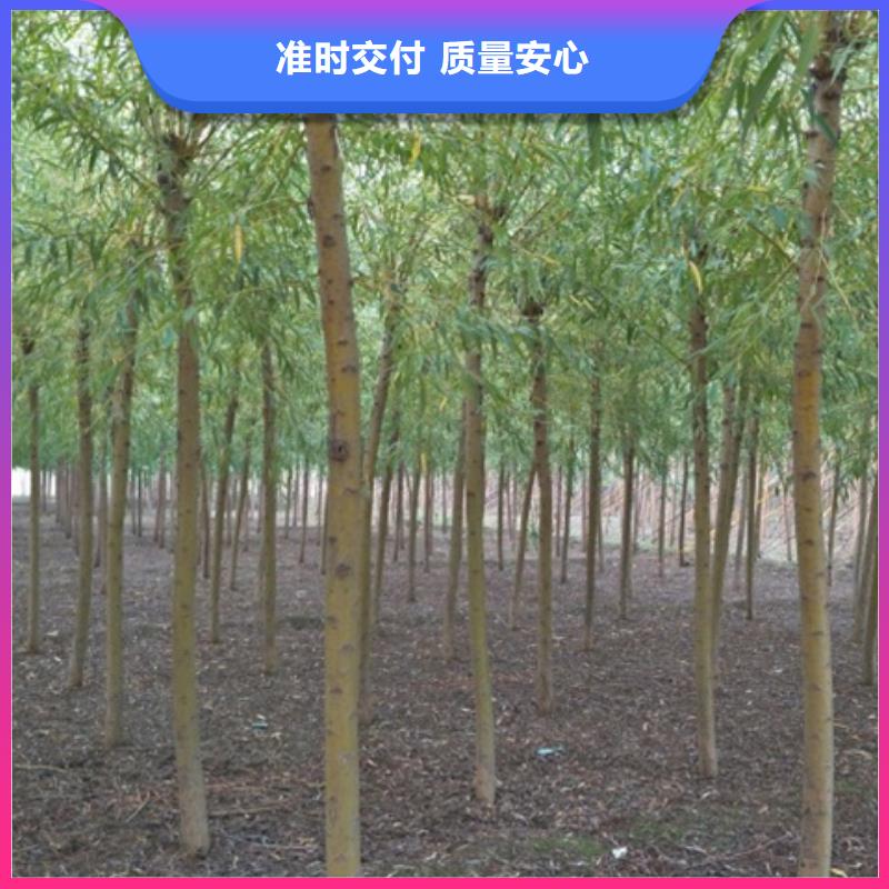金丝柳|品质好的金丝柳厂家