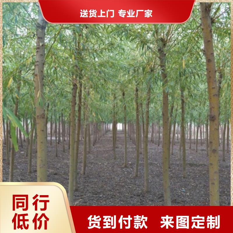 甄选：金丝柳供货商