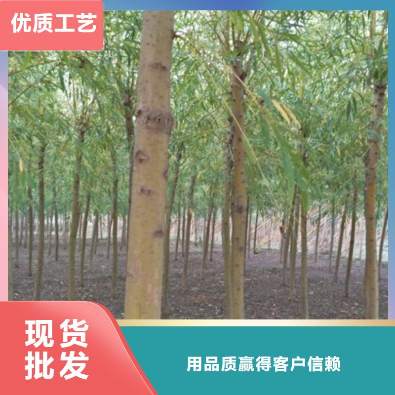 金丝柳老品牌
