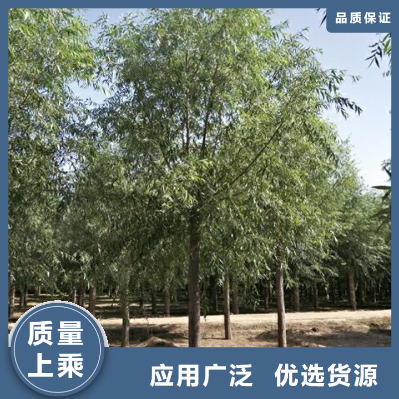 选馒头柳-实体厂家可定制