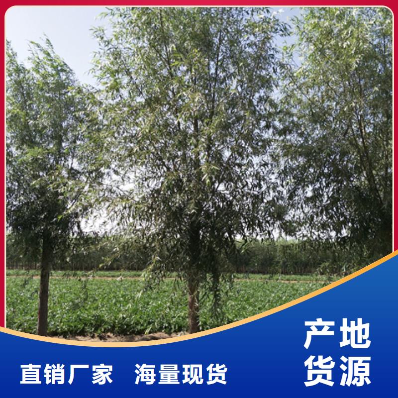 馒头柳优选好货
