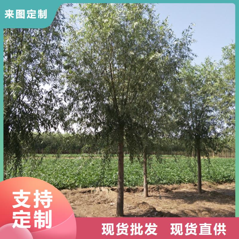 馒头柳厂商