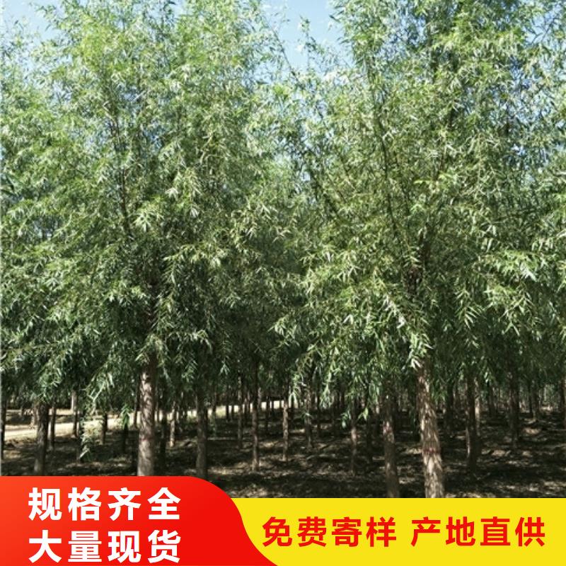 靠谱的馒头柳厂家