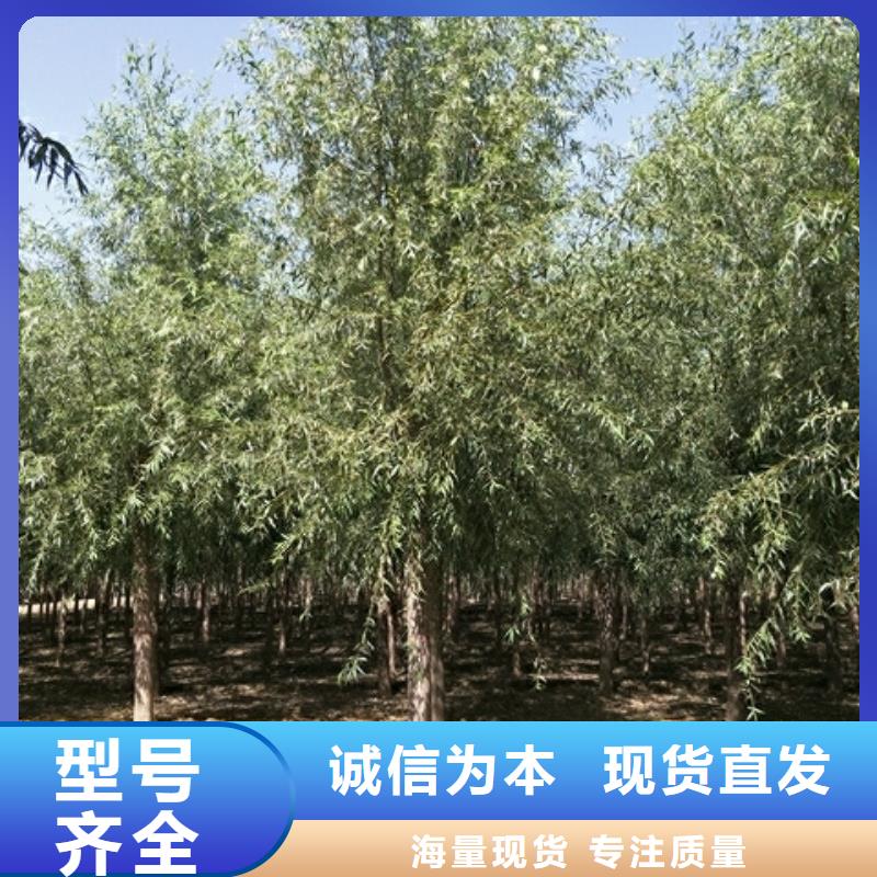 发货及时的馒头柳生产厂家
