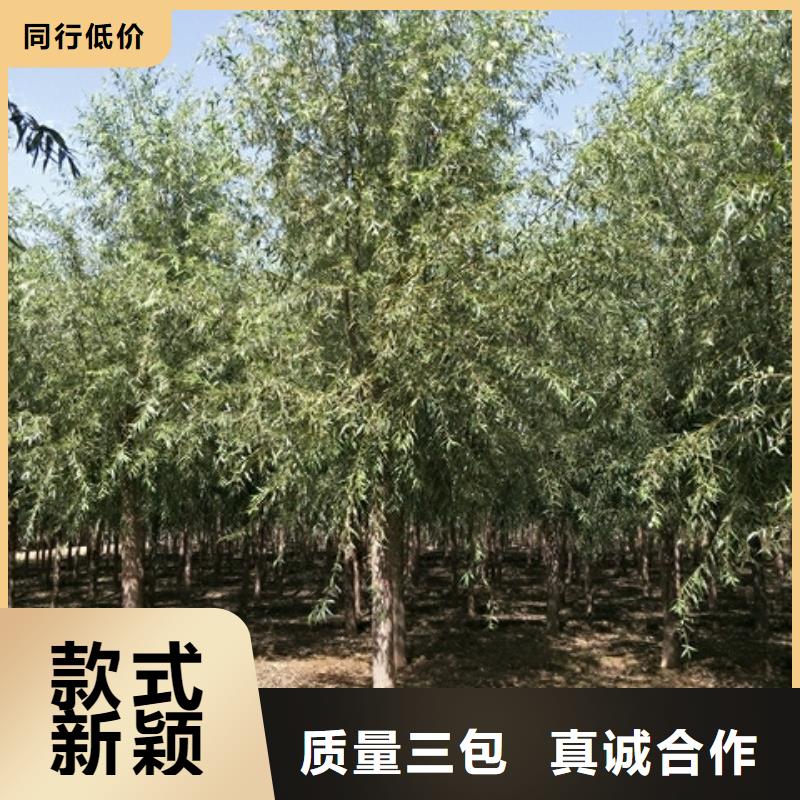 馒头柳生产厂家-价格实惠