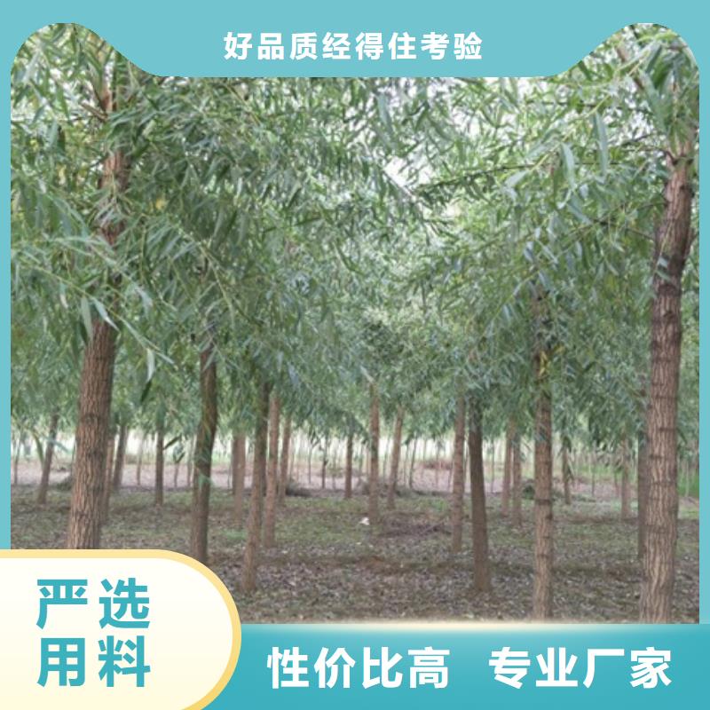 馒头柳图片-厂家