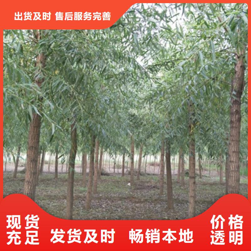 馒头柳厂家