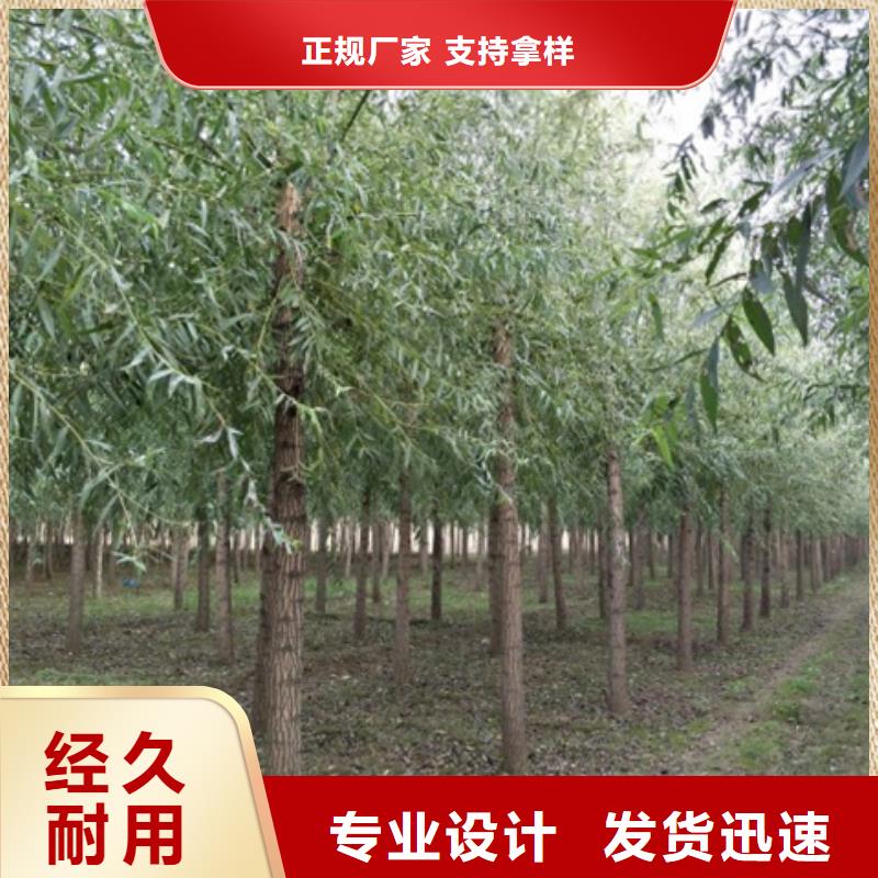 馒头柳现货直发