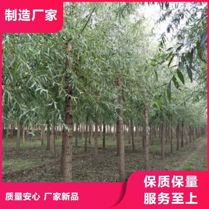发货及时的馒头柳生产厂家
