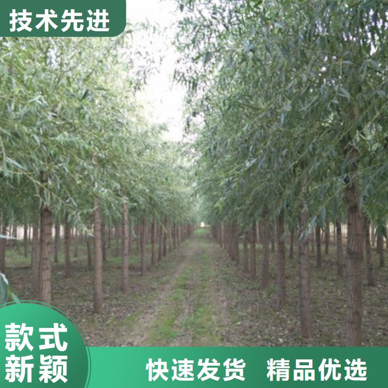 馒头柳厂商
