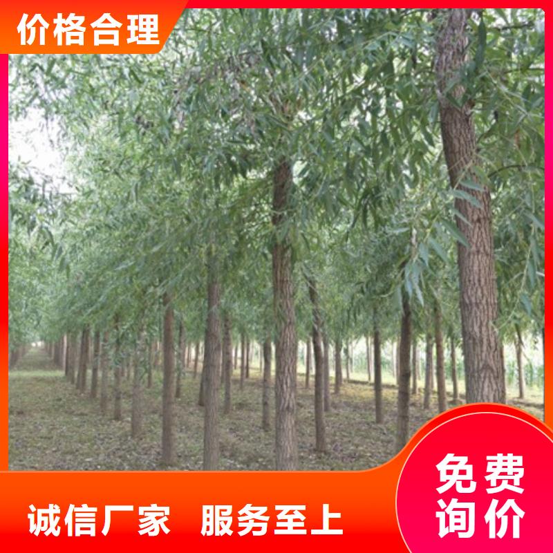 馒头柳生产制造厂家
