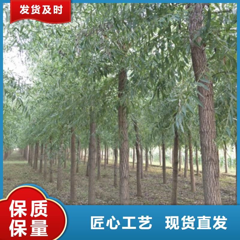 馒头柳图片-厂家