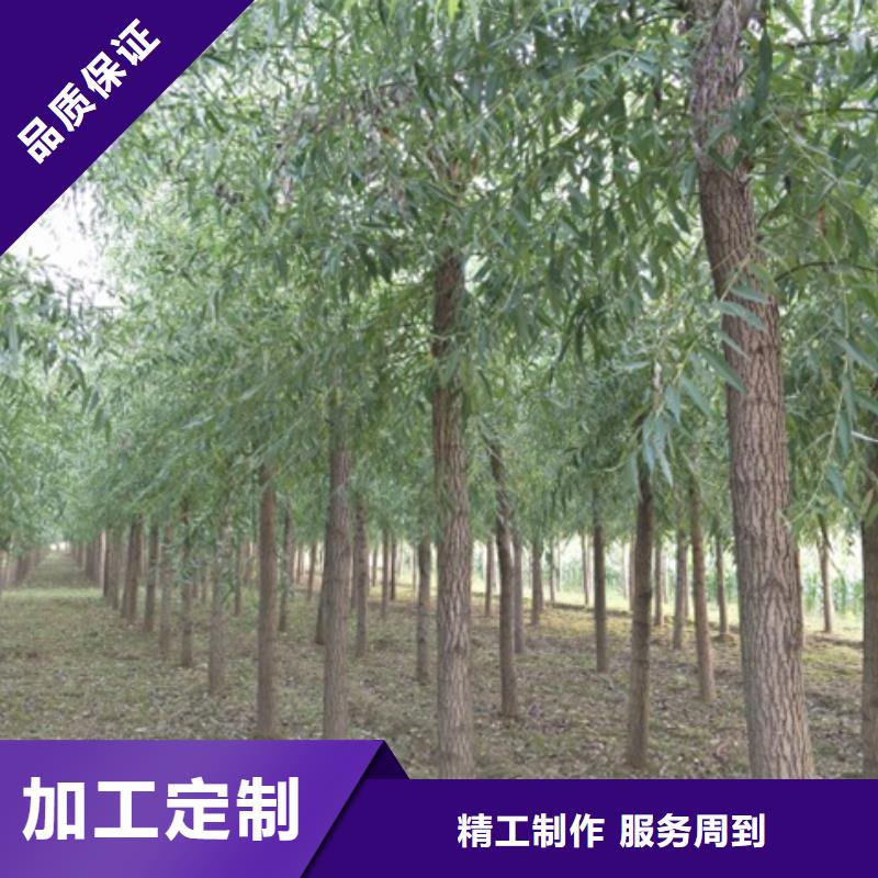 卖馒头柳的生产厂家