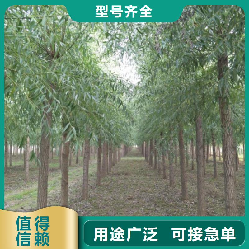 发货及时的馒头柳生产厂家