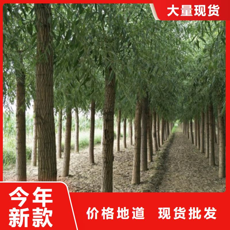 卖馒头柳的生产厂家