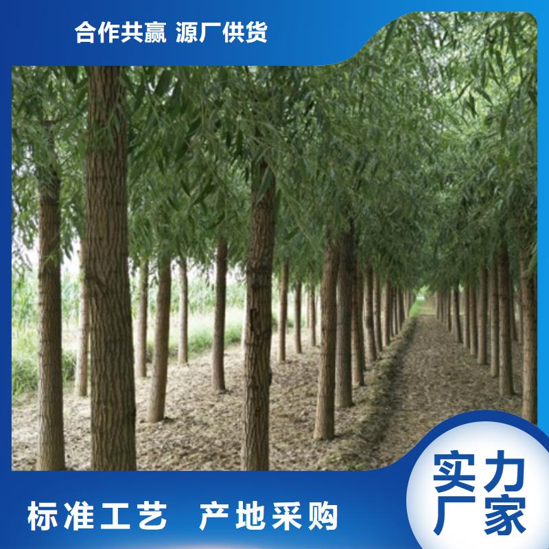 馒头柳-诚信经营专业生产制造厂