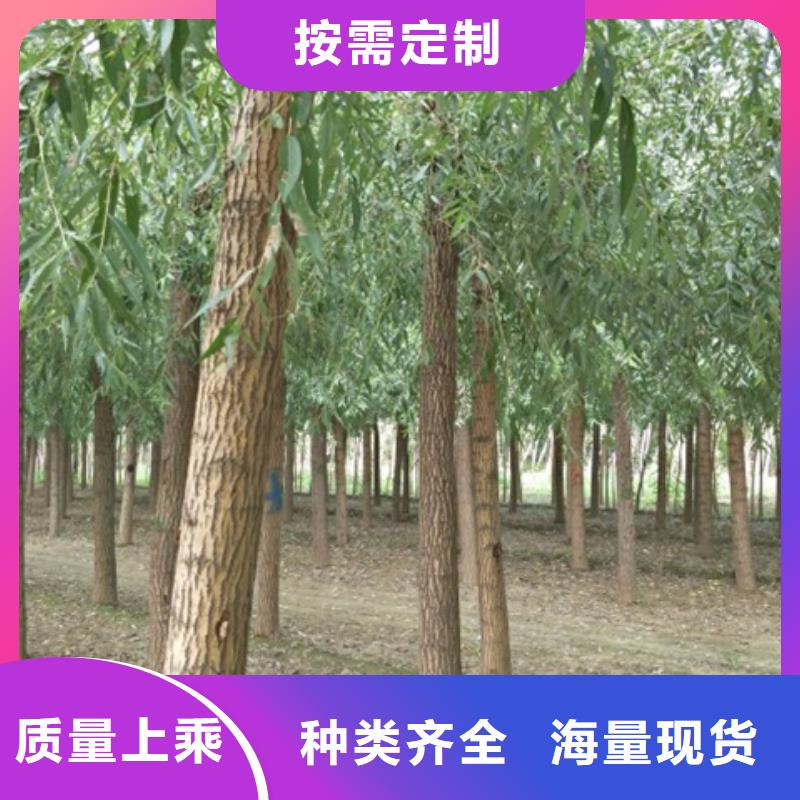 卖馒头柳的生产厂家