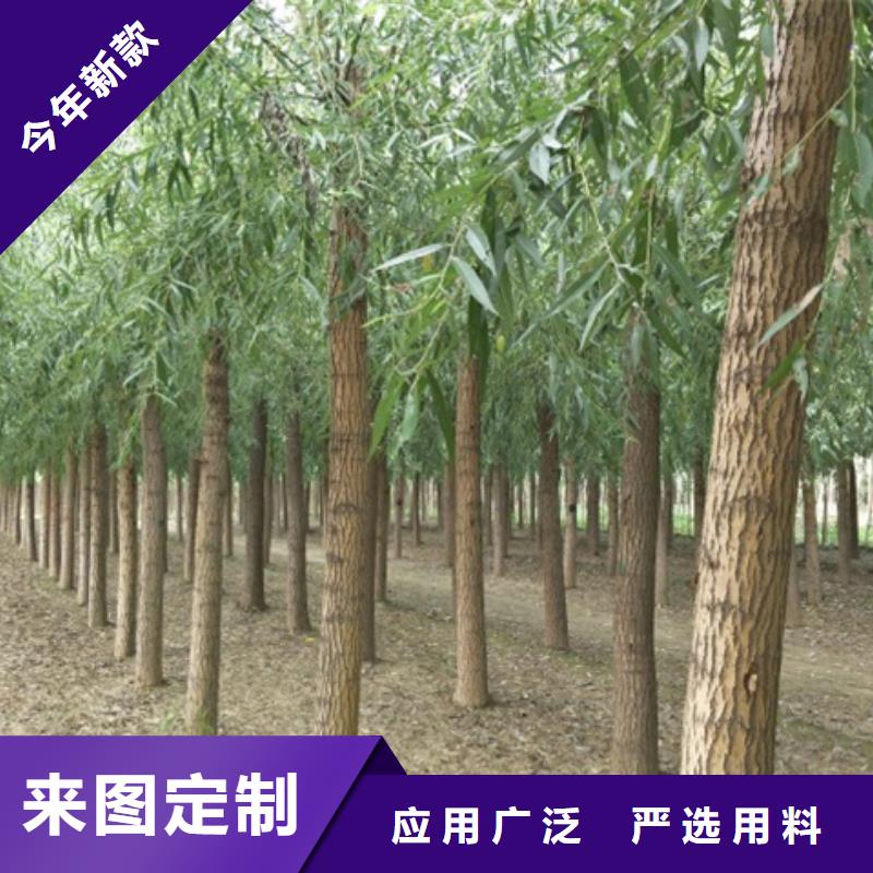 馒头柳现货直发