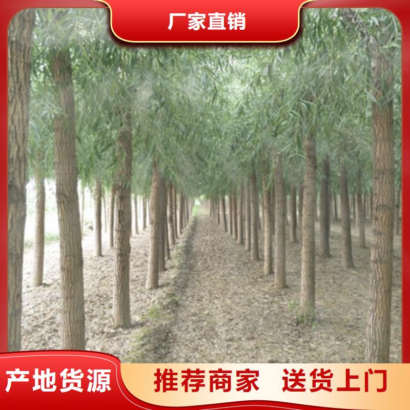 馒头柳优选好货