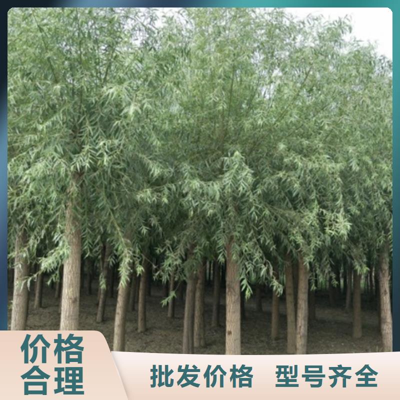 发货及时的馒头柳生产厂家