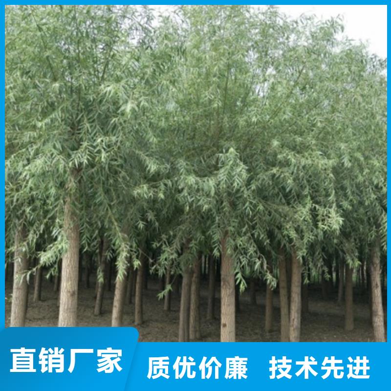 服务周到的馒头柳厂家