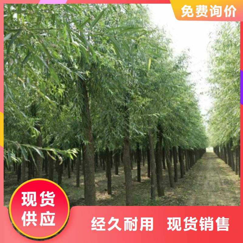 #馒头柳#可定制