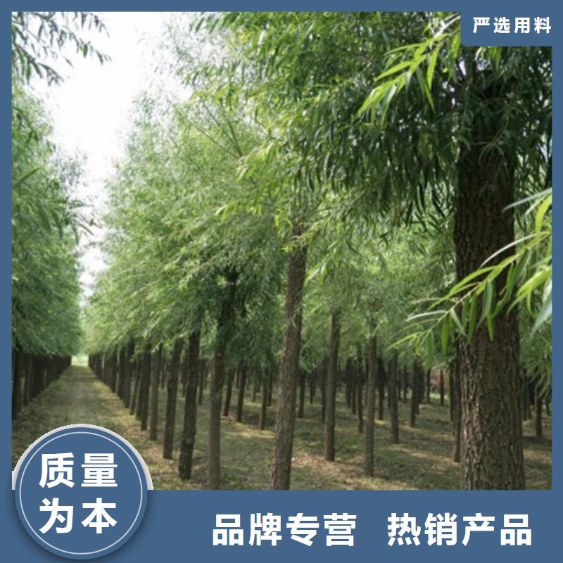 馒头柳可在线咨询价格