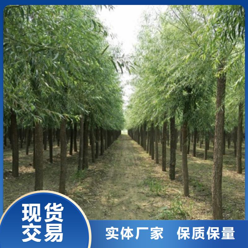 发货及时的馒头柳生产厂家