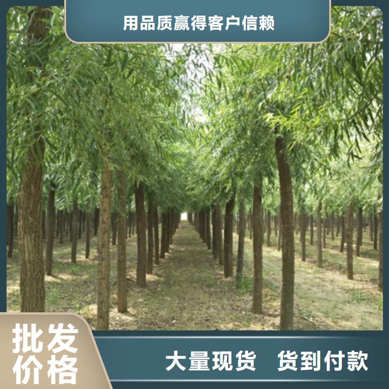 靠谱的馒头柳厂家