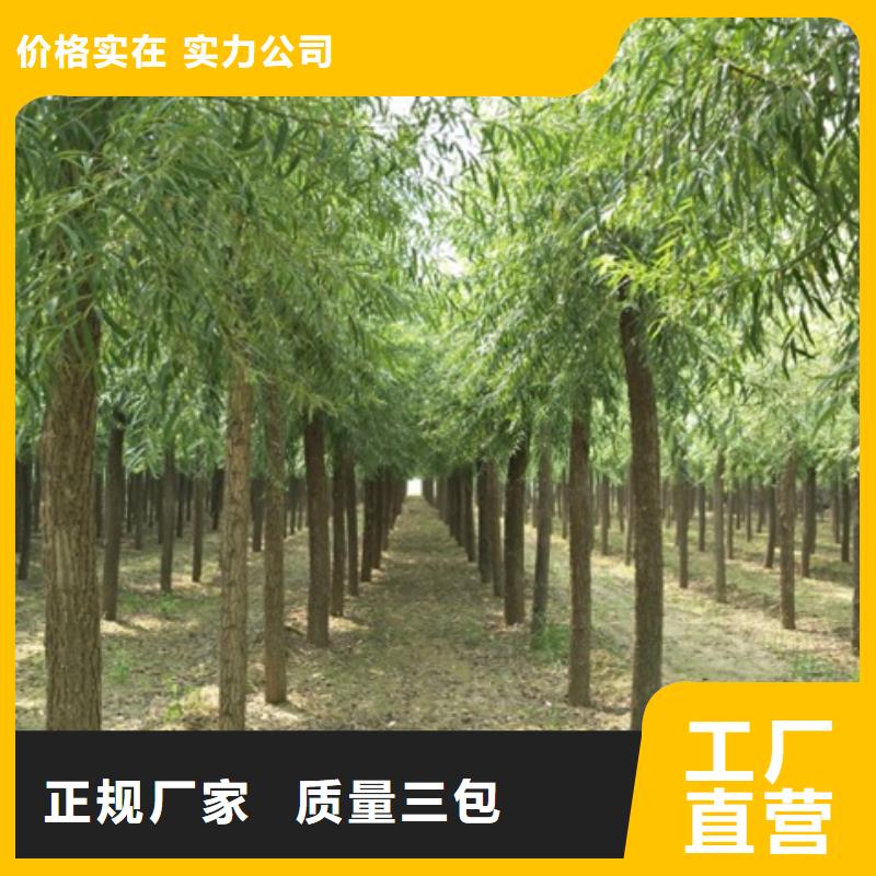 馒头柳厂家