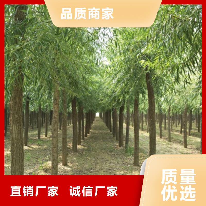 性价比高的馒头柳生产厂家