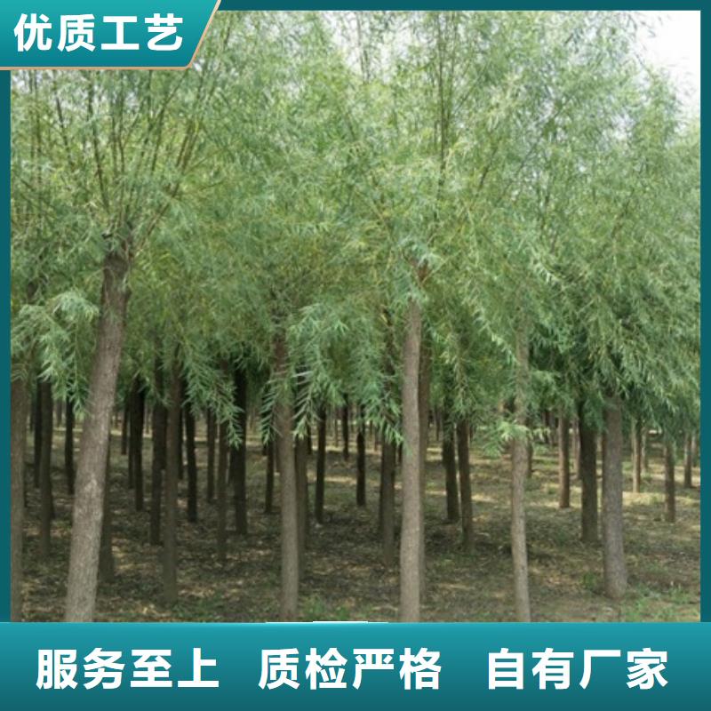 馒头柳、馒头柳生产厂家-型号齐全