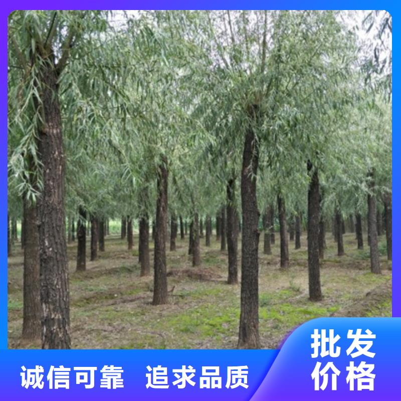 旱柳合格才发货精挑细选好货