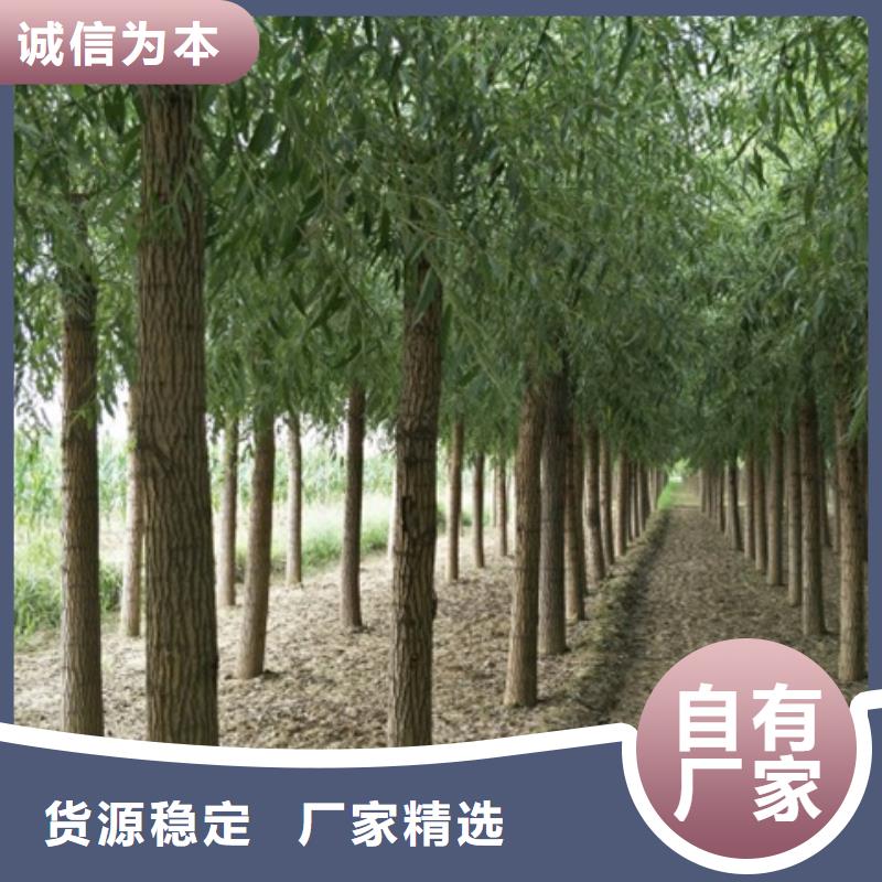 旱柳厂家现货批发
